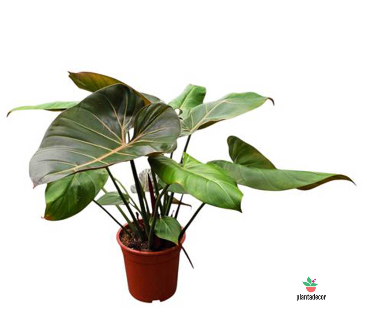 Philodendron Summer Glory