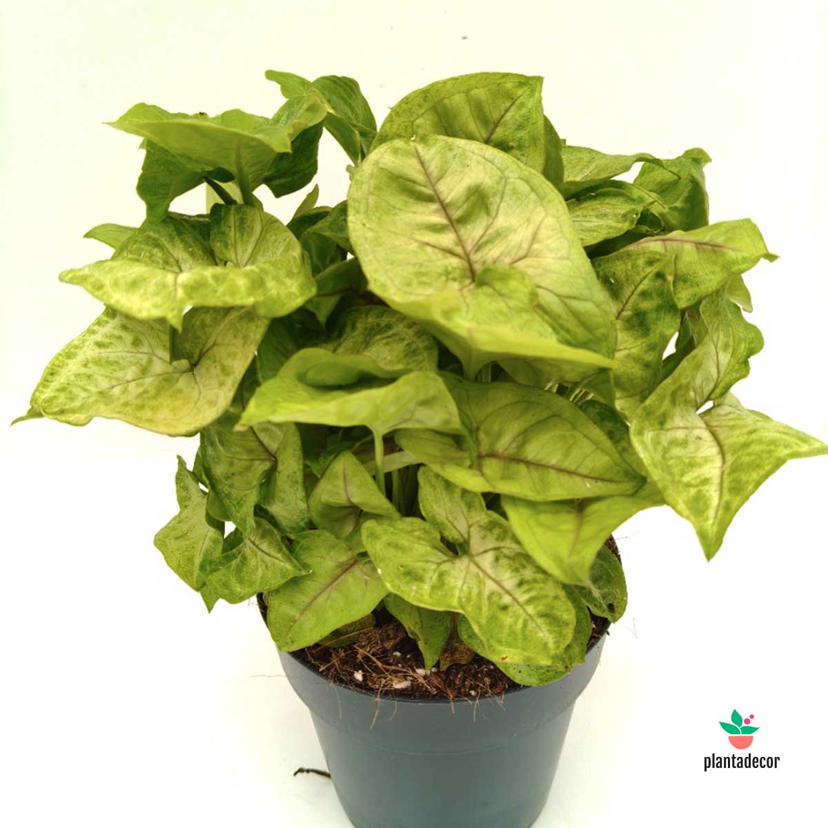 Syngonium Golden Allusion