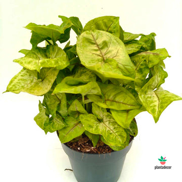 Syngonium Golden Allusion