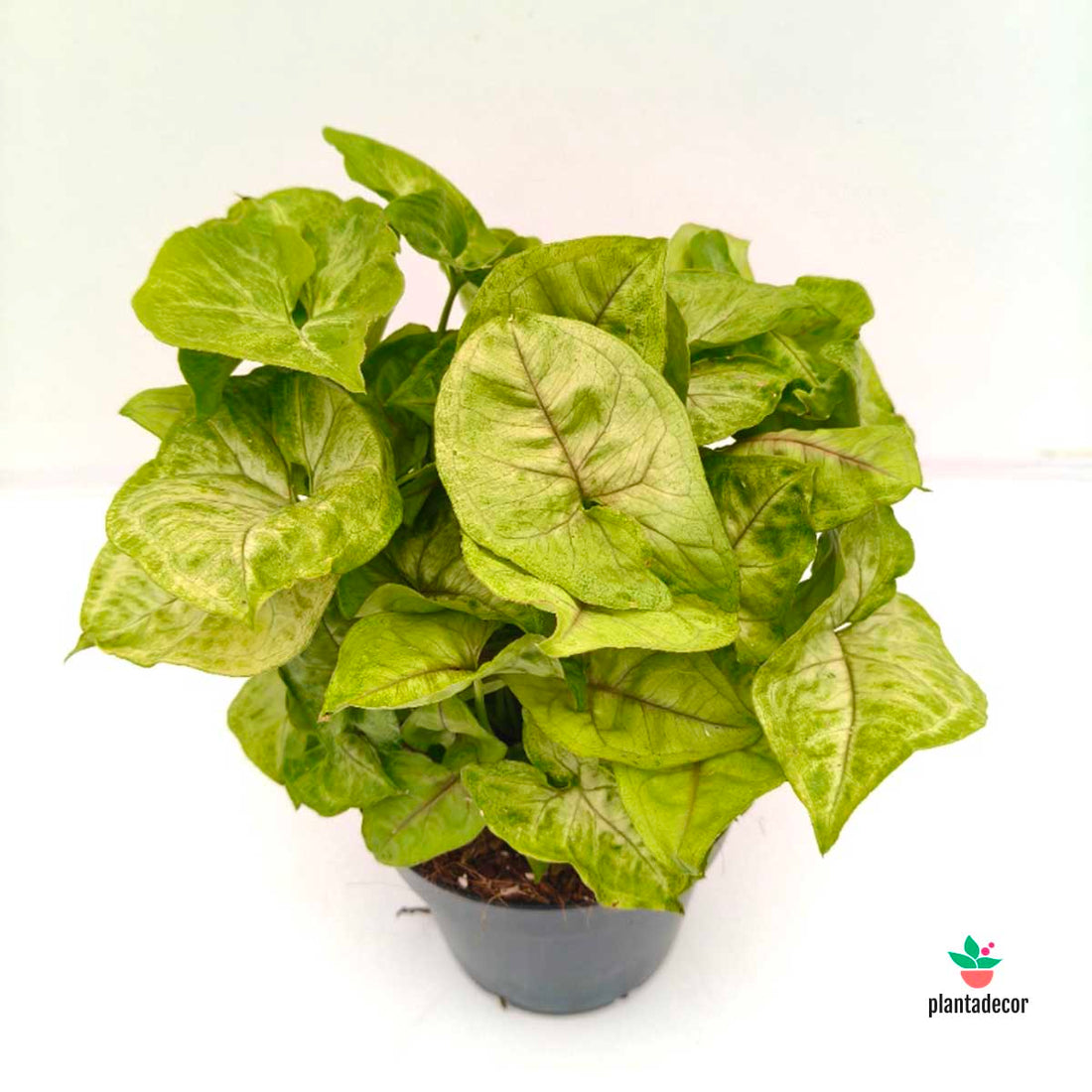 Syngonium Golden Allusion