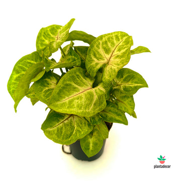 Syngonium Golden Allusion