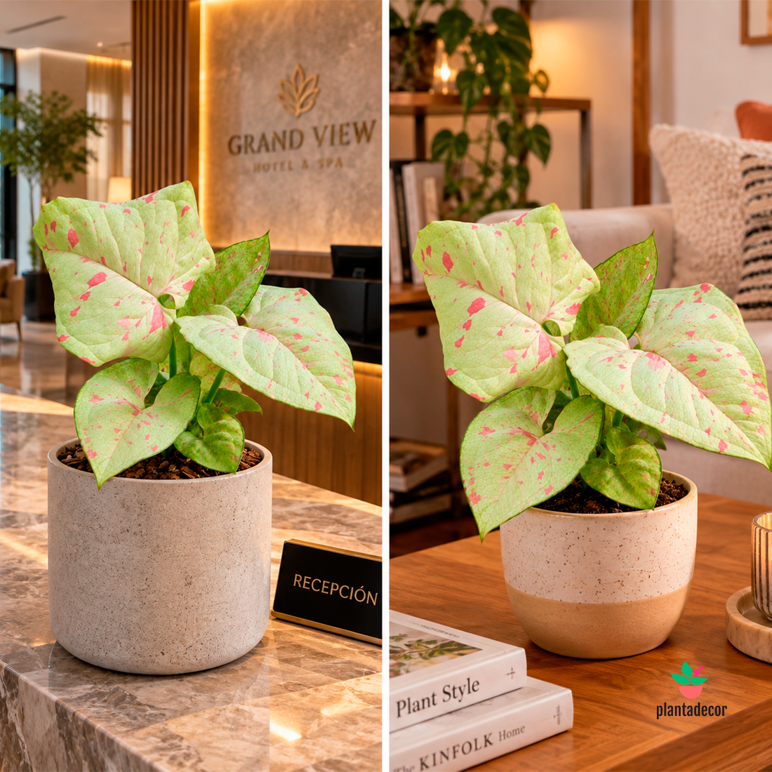 Syngonium Podophyllum "Milk Confetti" - Mini