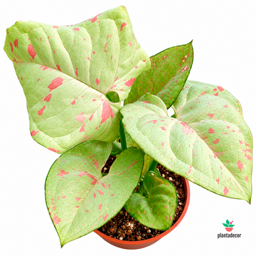Syngonium Podophyllum "Milk Confetti" - Mini