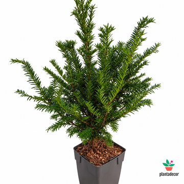 Tejo - Taxus Baccata