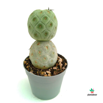 Tephrocactus Geometricus