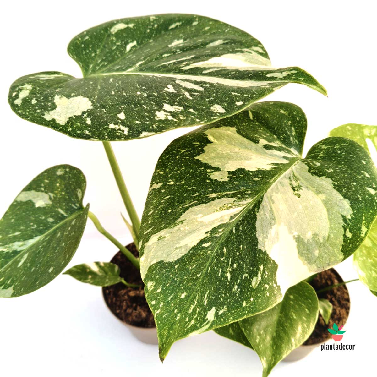 Monstera Thai Constelation M-11