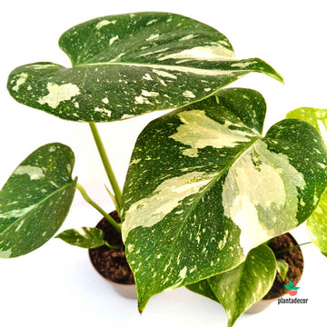 Monstera Thai Constelation M-11