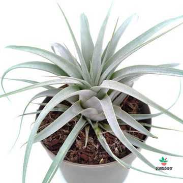 Tillandsia Xerographica