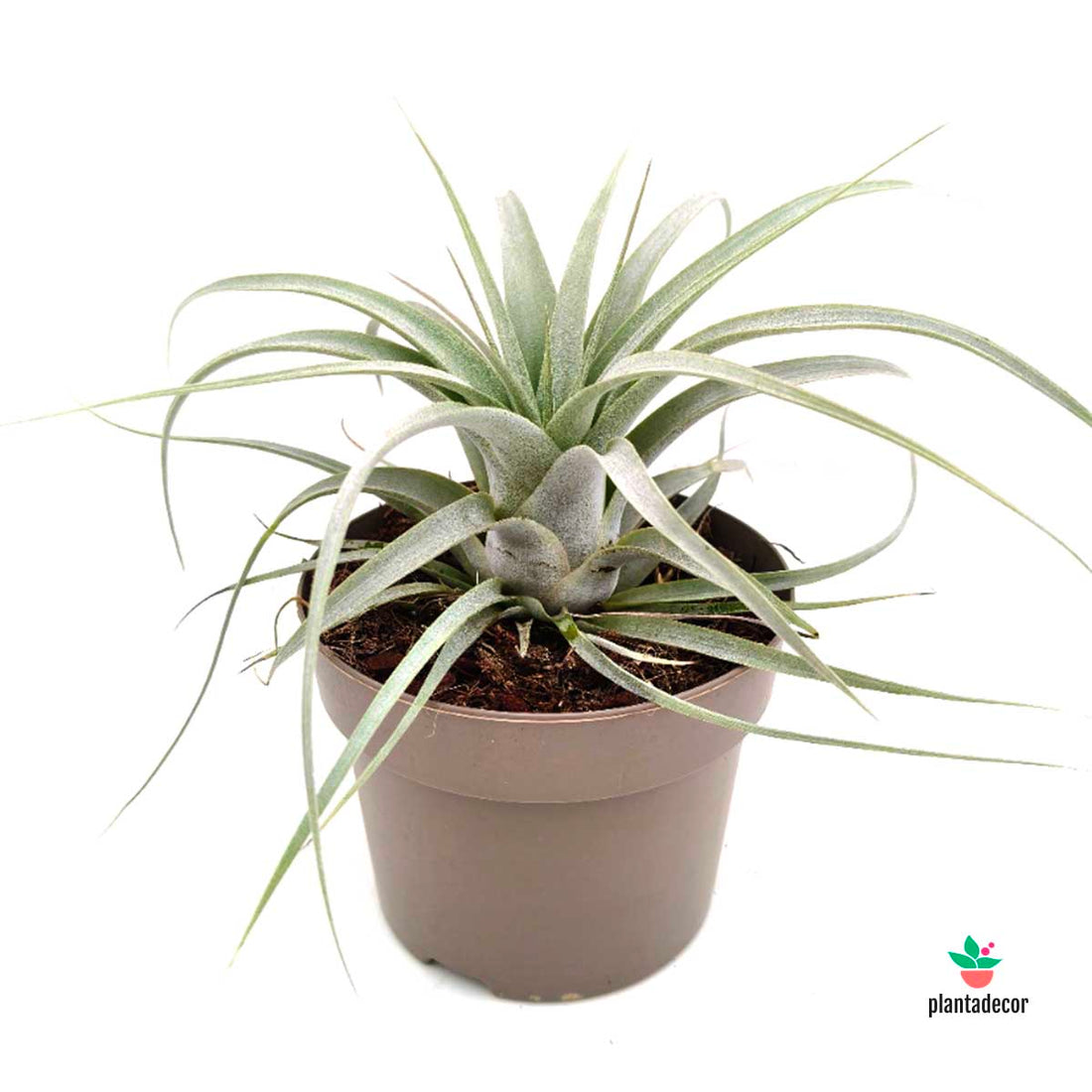 Tillandsia Xerographica