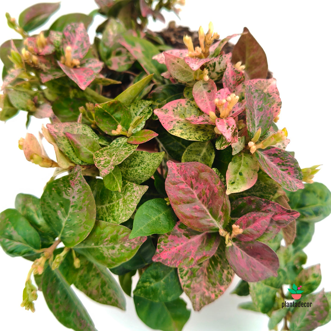 Trachelospermum 'Tricolor'