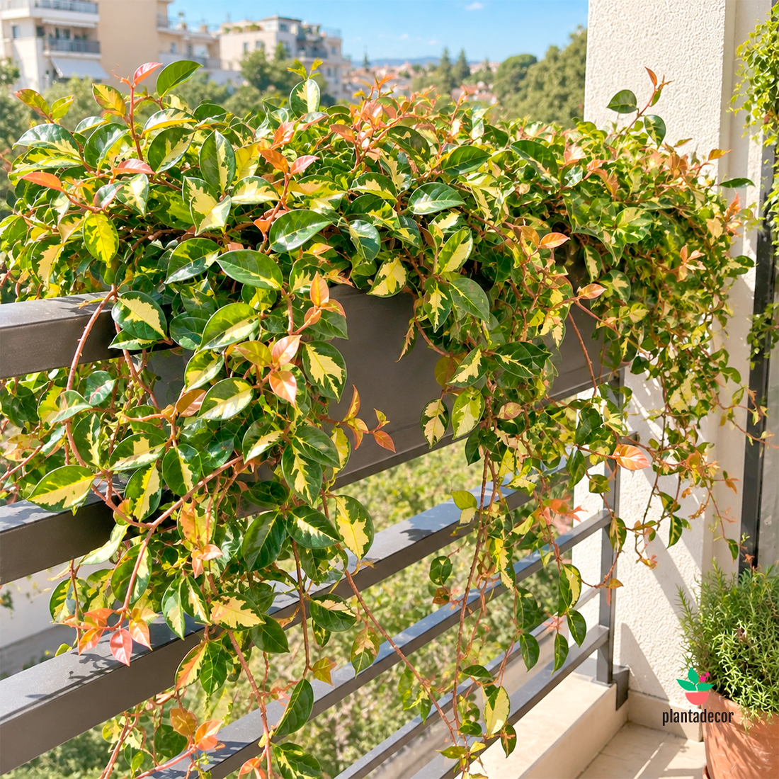 Trachelospermum 'Summer Sunset'