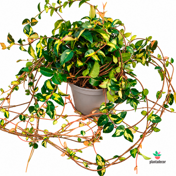 Trachelospermum 'Summer Sunset'
