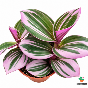 Tradescantia Albiflora Nanouk "Mini"