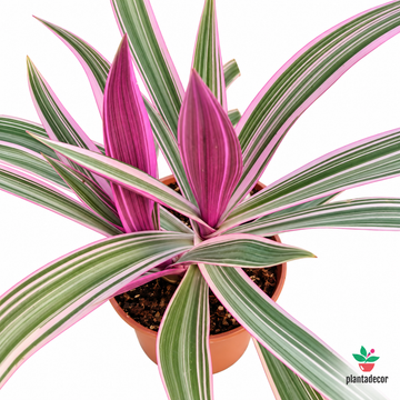 Tradescantia Pink
