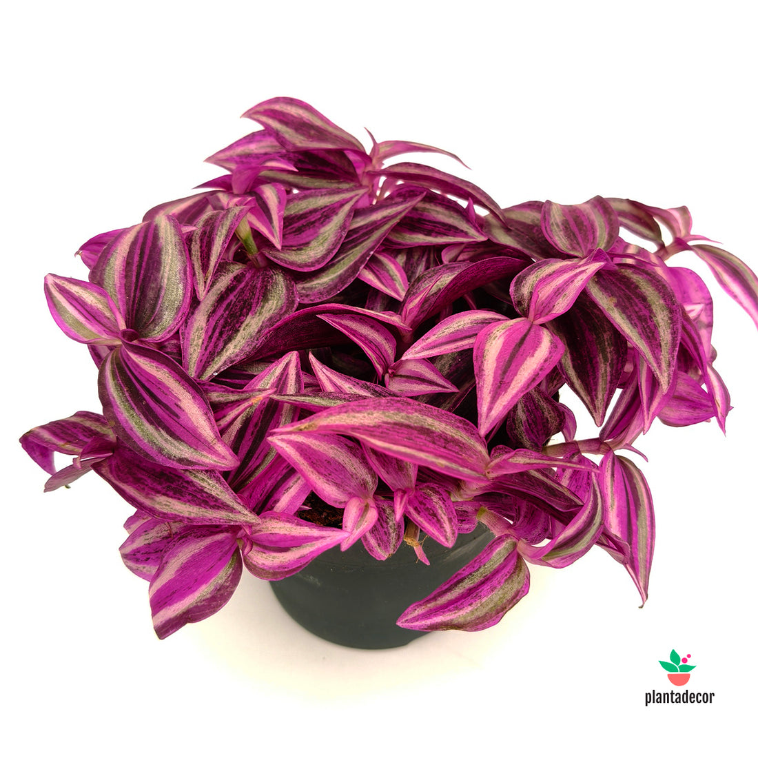 Tradescantia Zebrina 'Pink Paradise' M-10,5