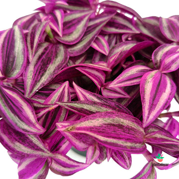 Tradescantia Zebrina 'Pink Paradise' M-10,5