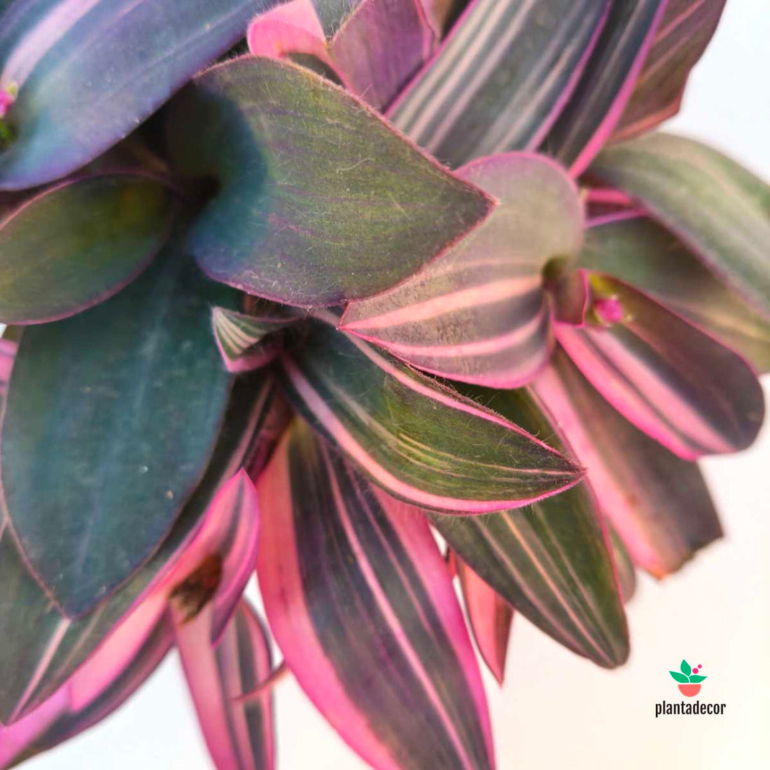 Tradescantia Pink Stripe