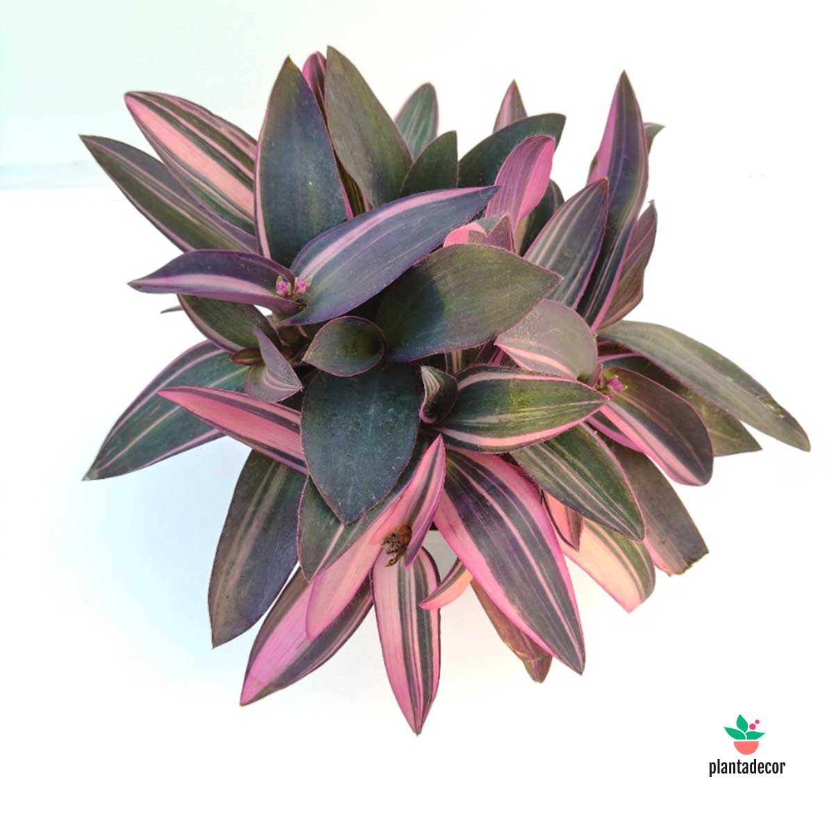 Tradescantia Pink Stripe