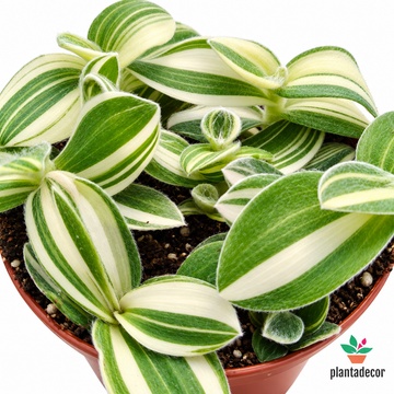 Tradescantia Síllamontana "Variegata"