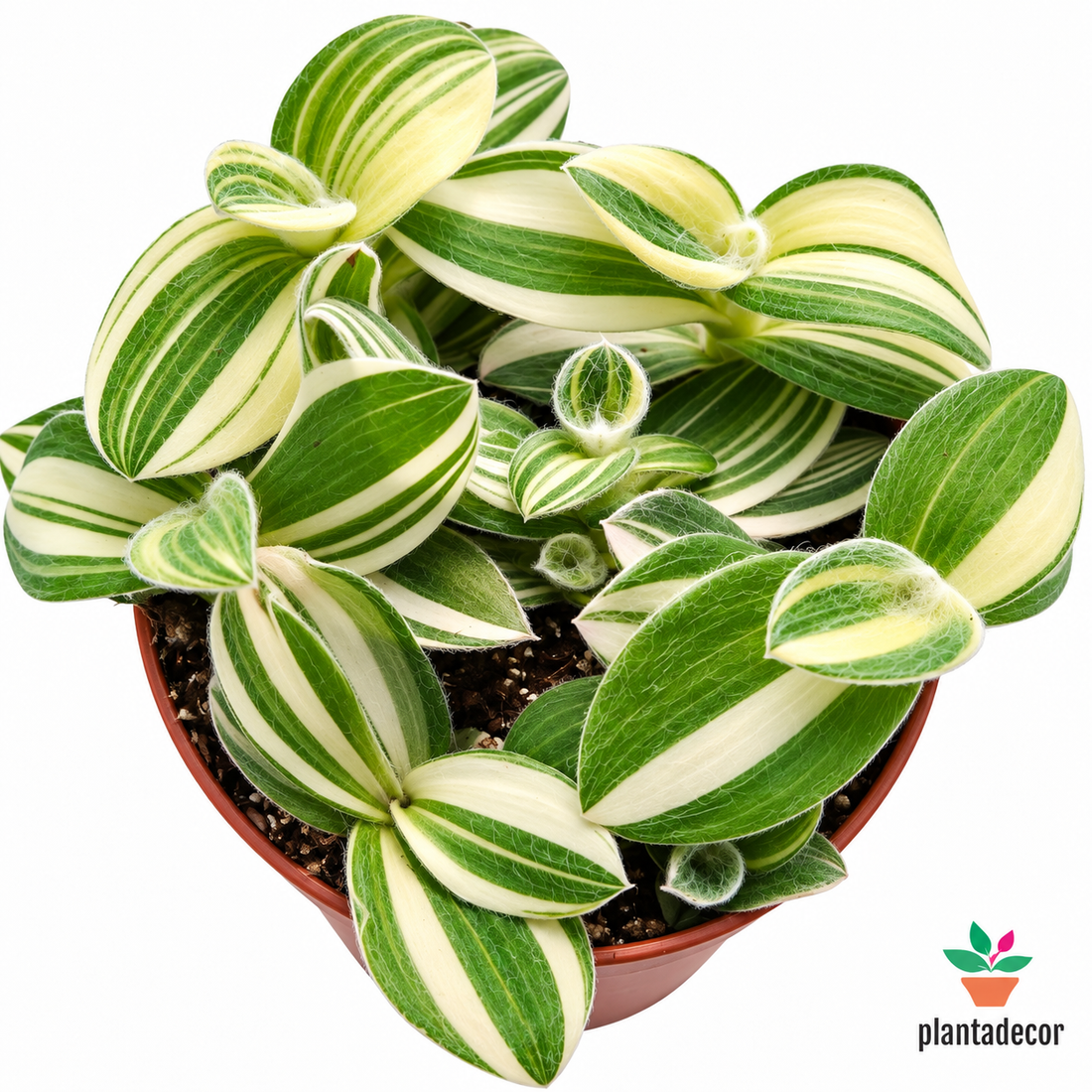 Tradescantia Síllamontana "Variegata"