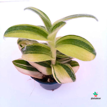Tradescantia Sillamontana "Brown Hill"