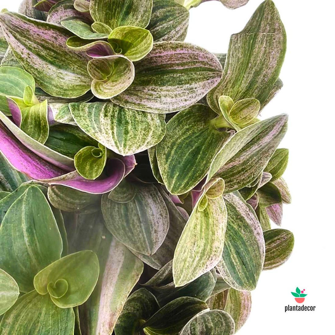 Tradescantia Sweet Tabby