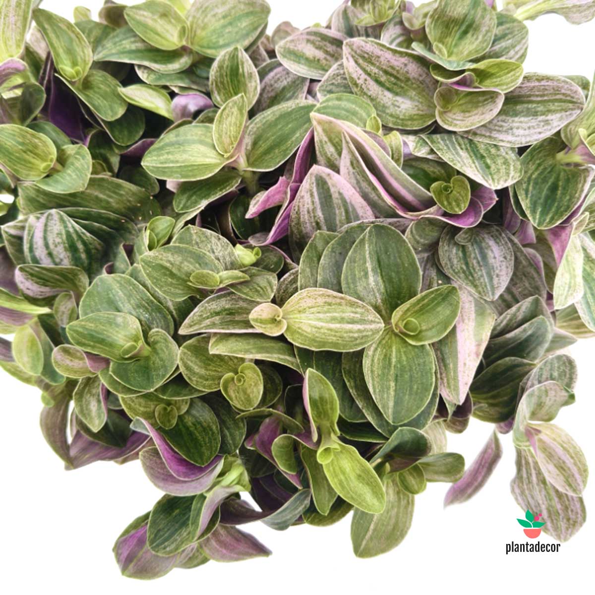 Tradescantia Sweet Tabby