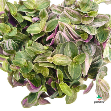 Tradescantia Sweet Tabby