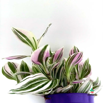 Tradescantia Unicorn M-7
