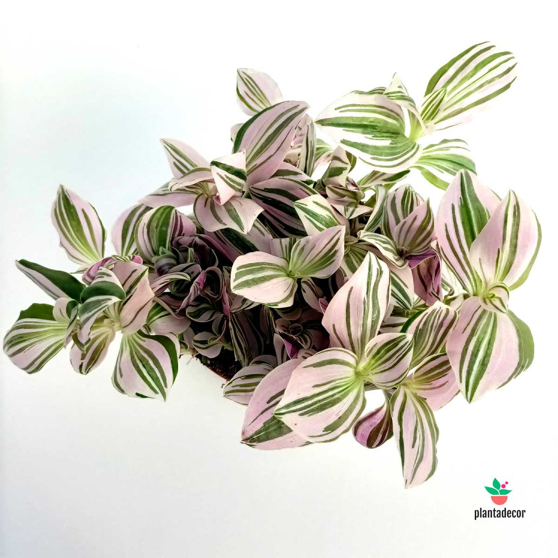 Tradescantia Unicorn