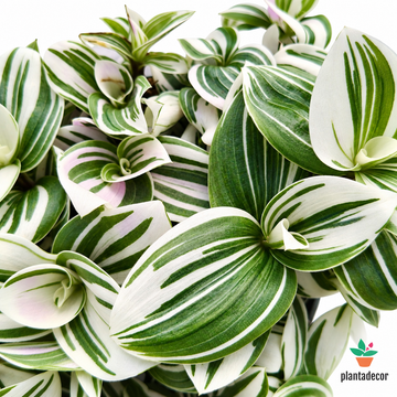 Tradescantia Albovariegata