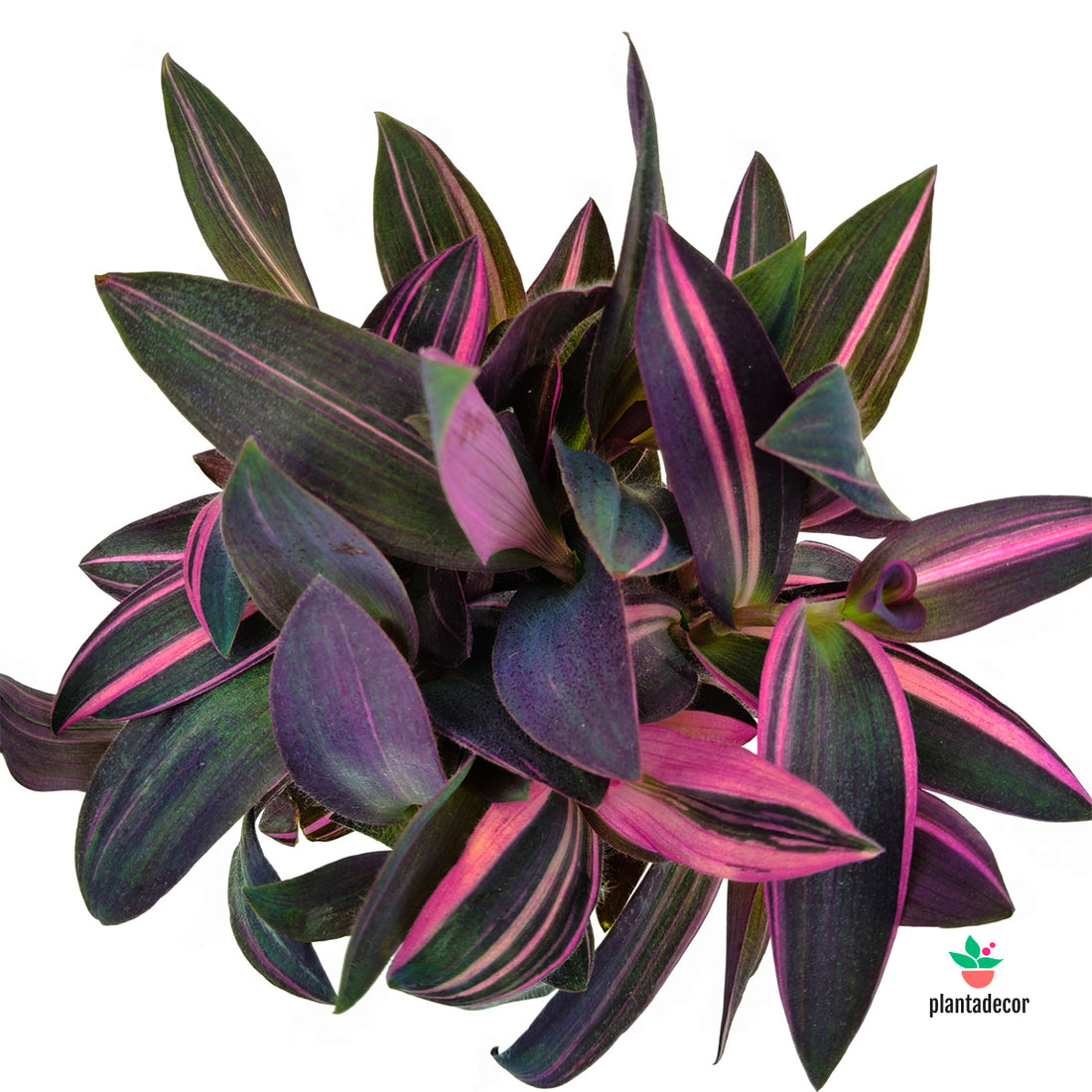 Tradescantia Pink Stripe