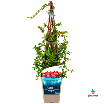 Vaccinium Macrocarpon