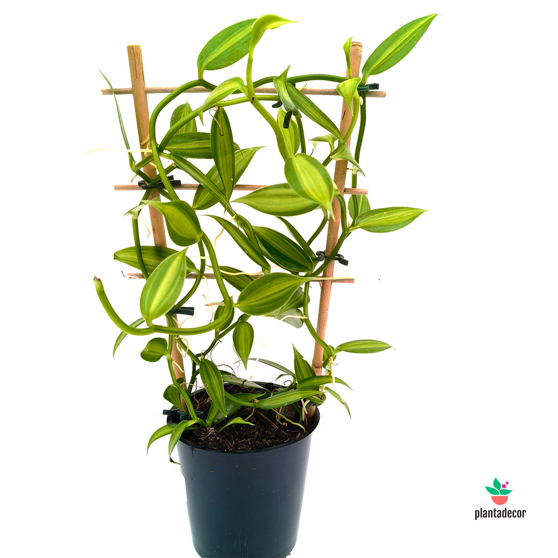 Orquidea Vanilla Planifolia