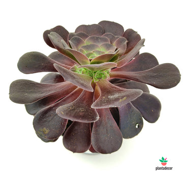 Aeonium Arboreum 'Velours' - Promo -