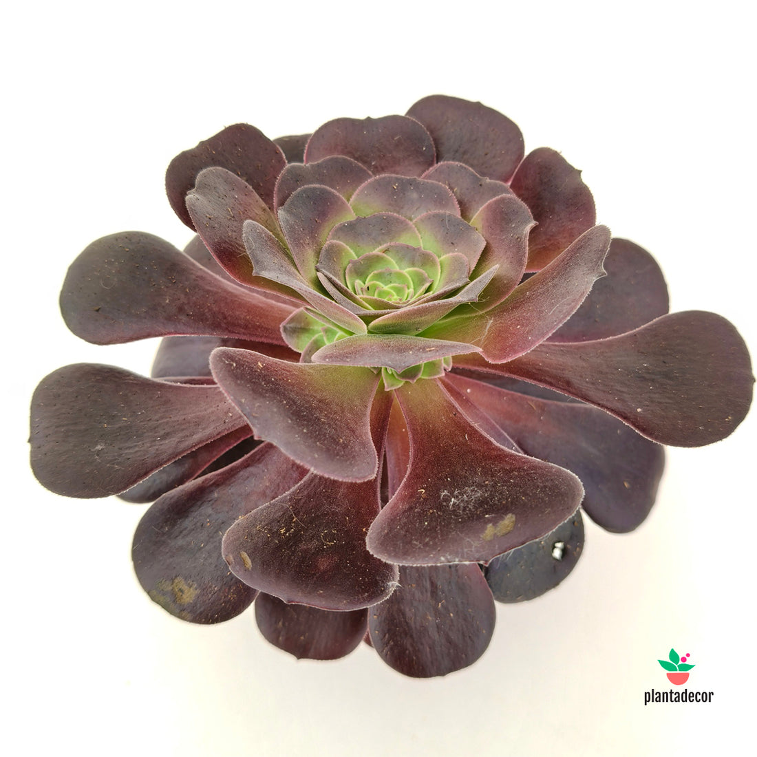 Aeonium Arboreum 'Velours' - Promo -