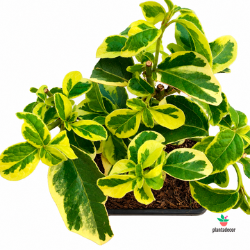 Viburnum Tinus Variegata