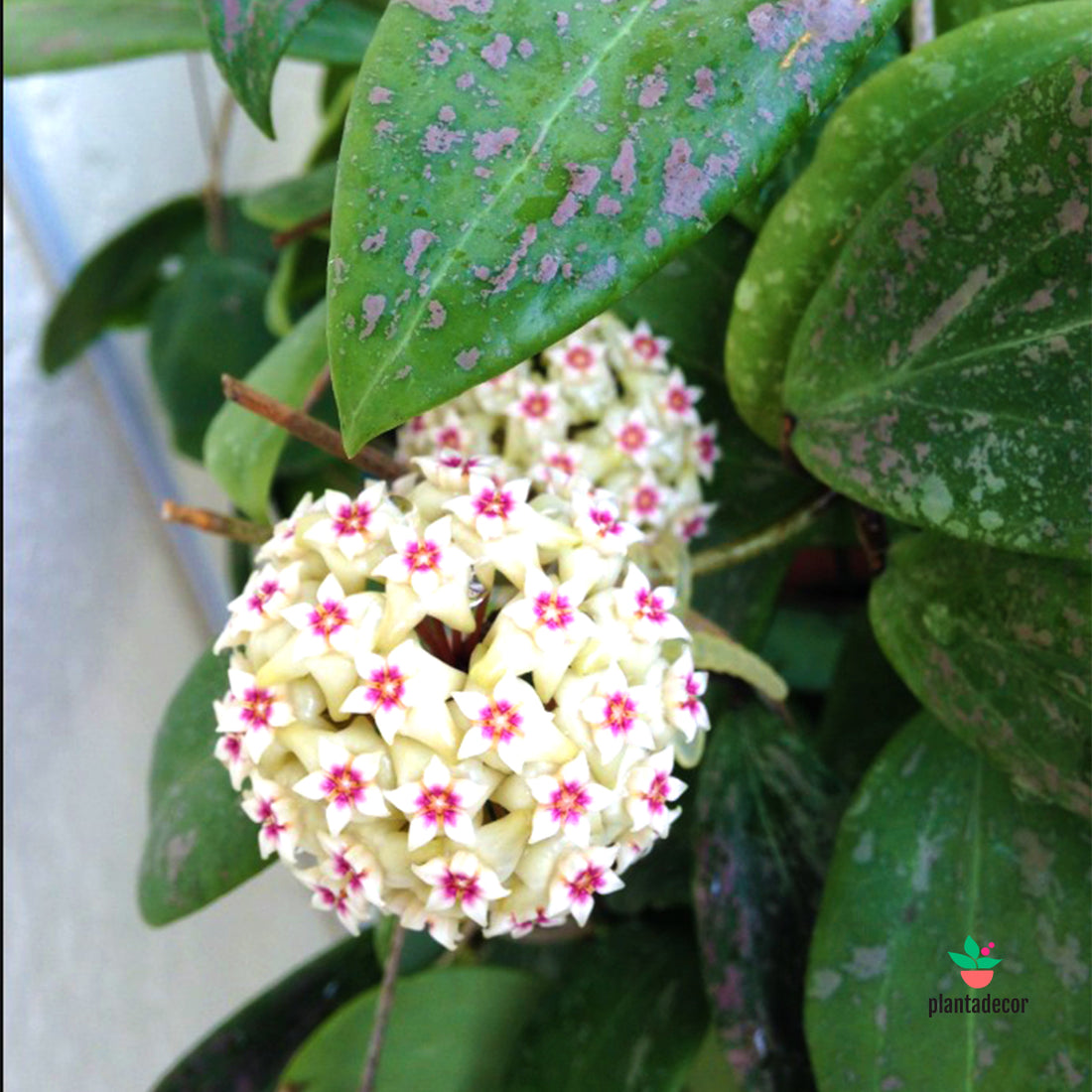 Hoya Vibergiae
