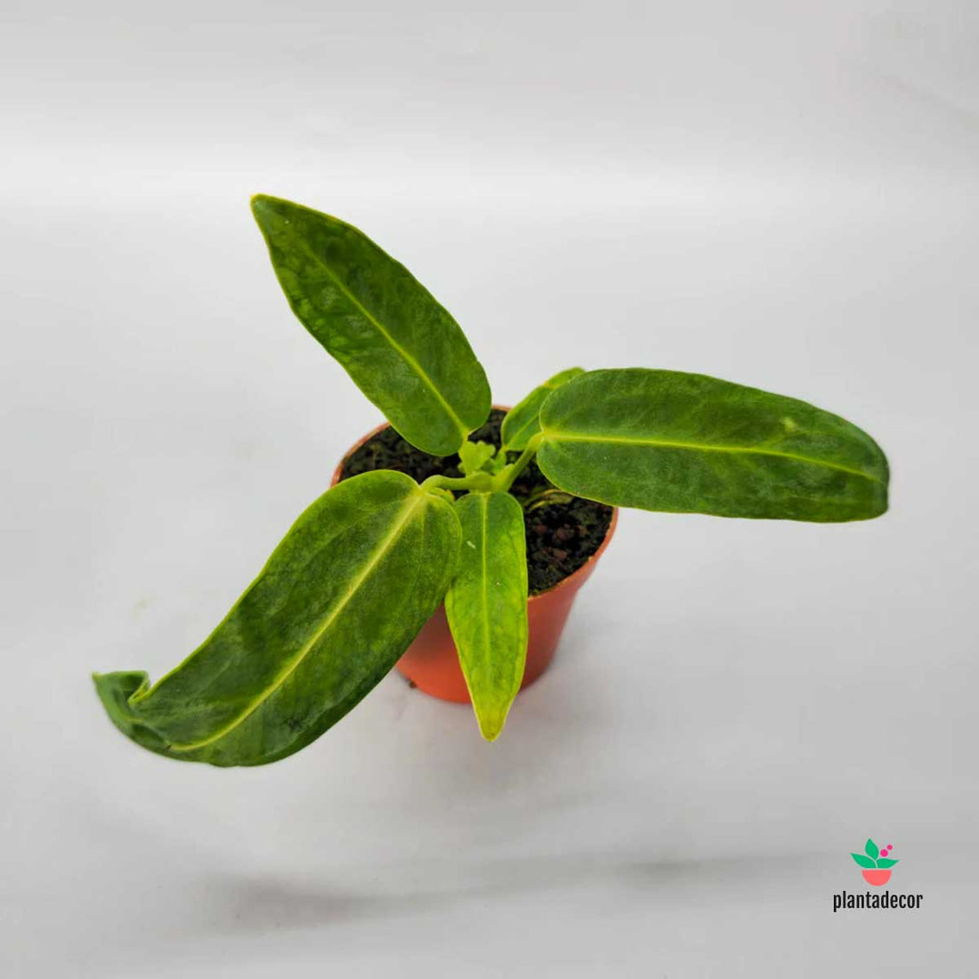 Anthurium Warocqueanum - Mini