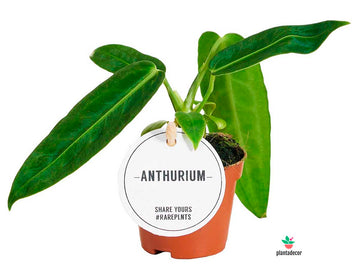 Anthurium Warocqueanum - Mini