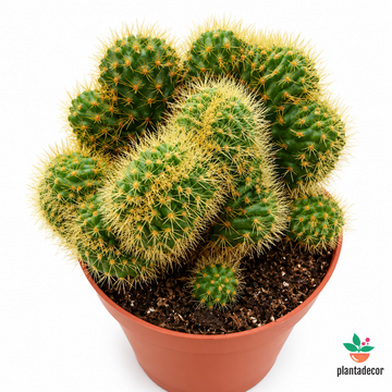 Weberbauerocereus Cristata