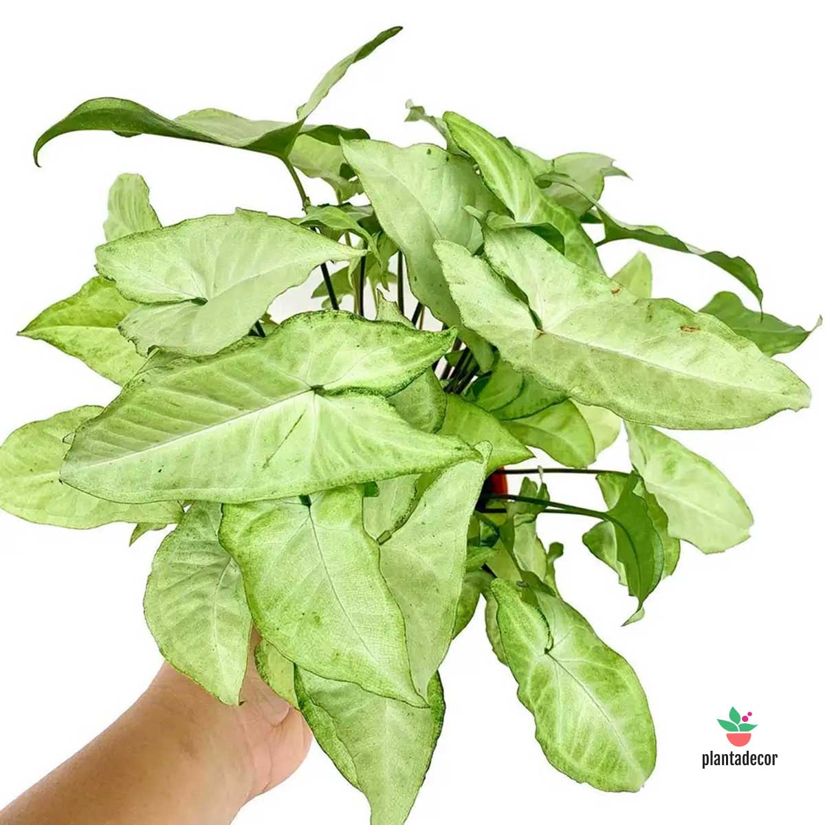 Syngonium White Butterfly