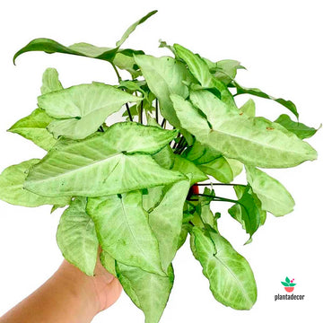 Syngonium White Butterfly