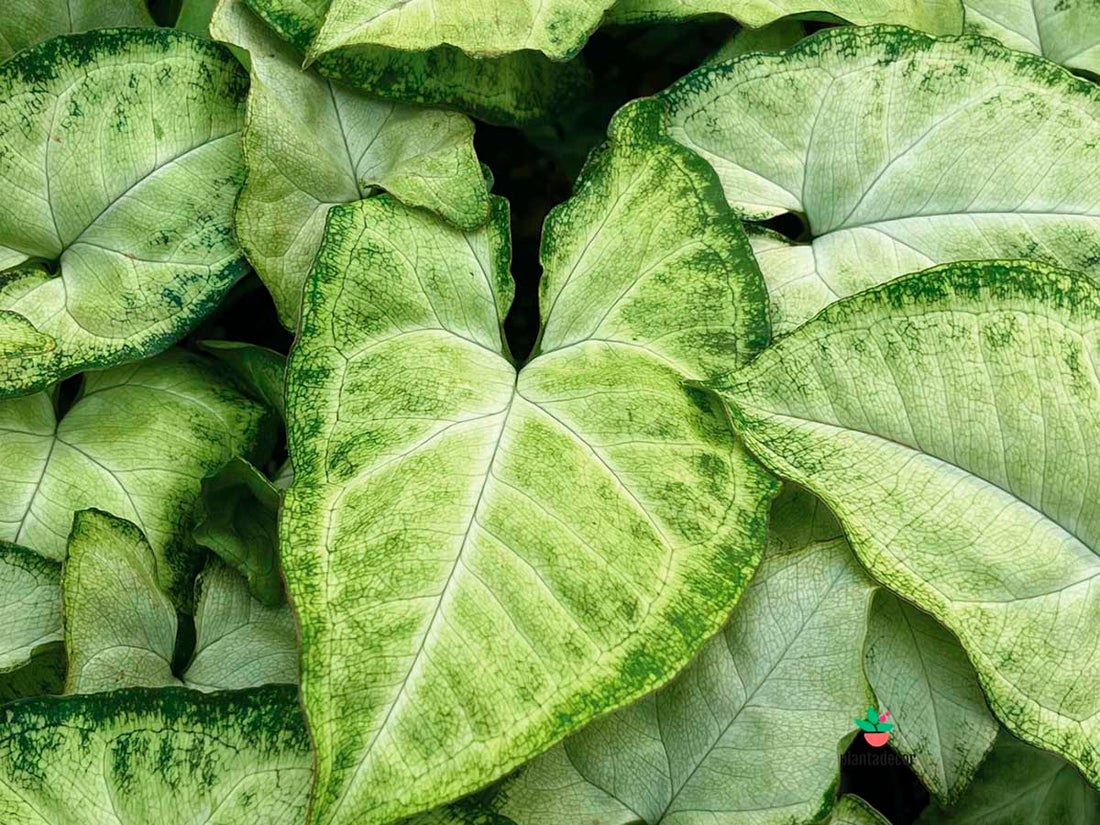 Syngonium White Butterfly
