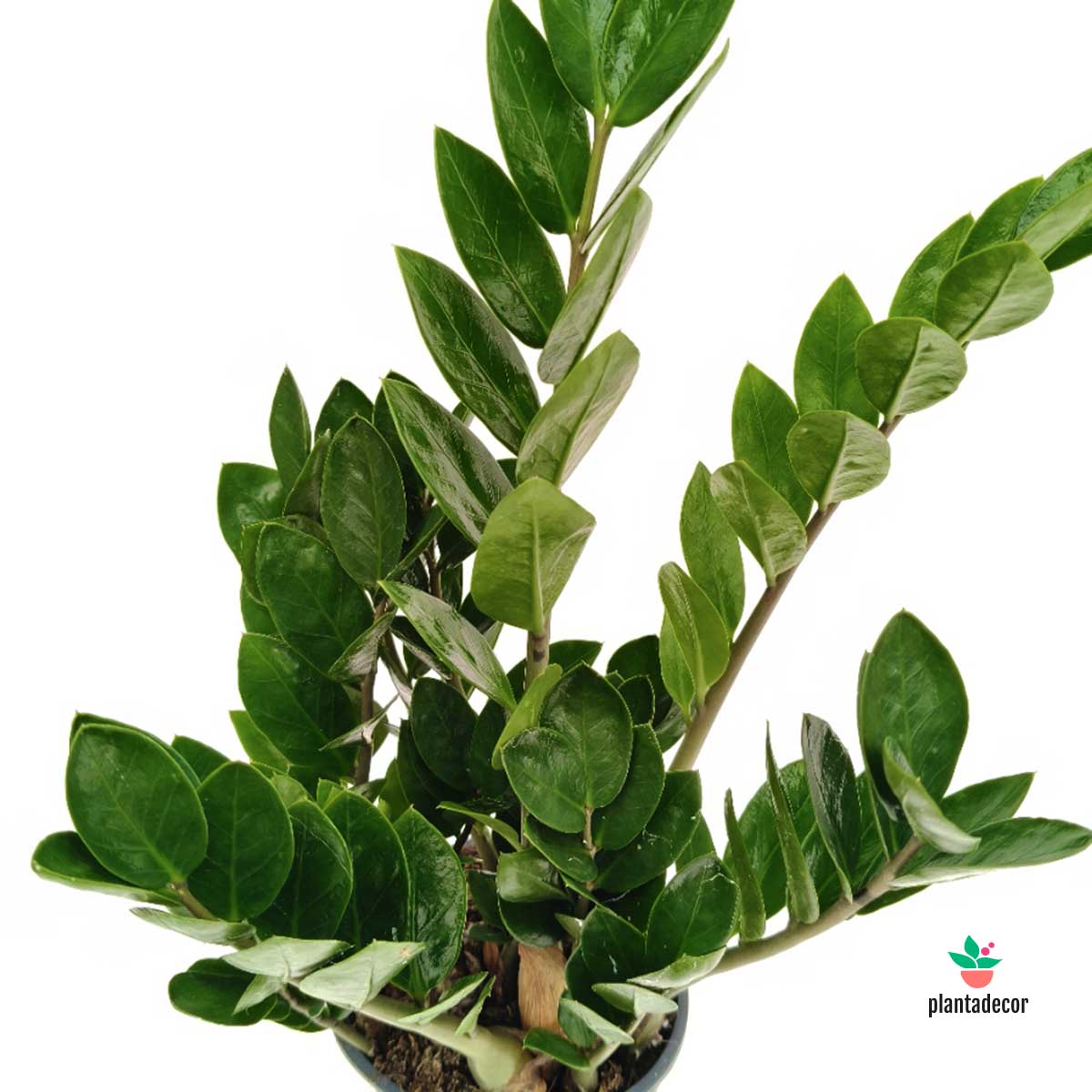 Zamioculcas Zamiifolia Lima