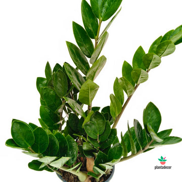 Zamioculcas Zamiifolia Lima