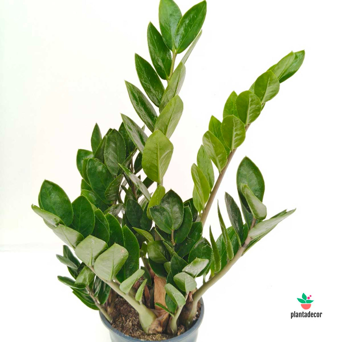 Zamioculcas Zamiifolia Lima