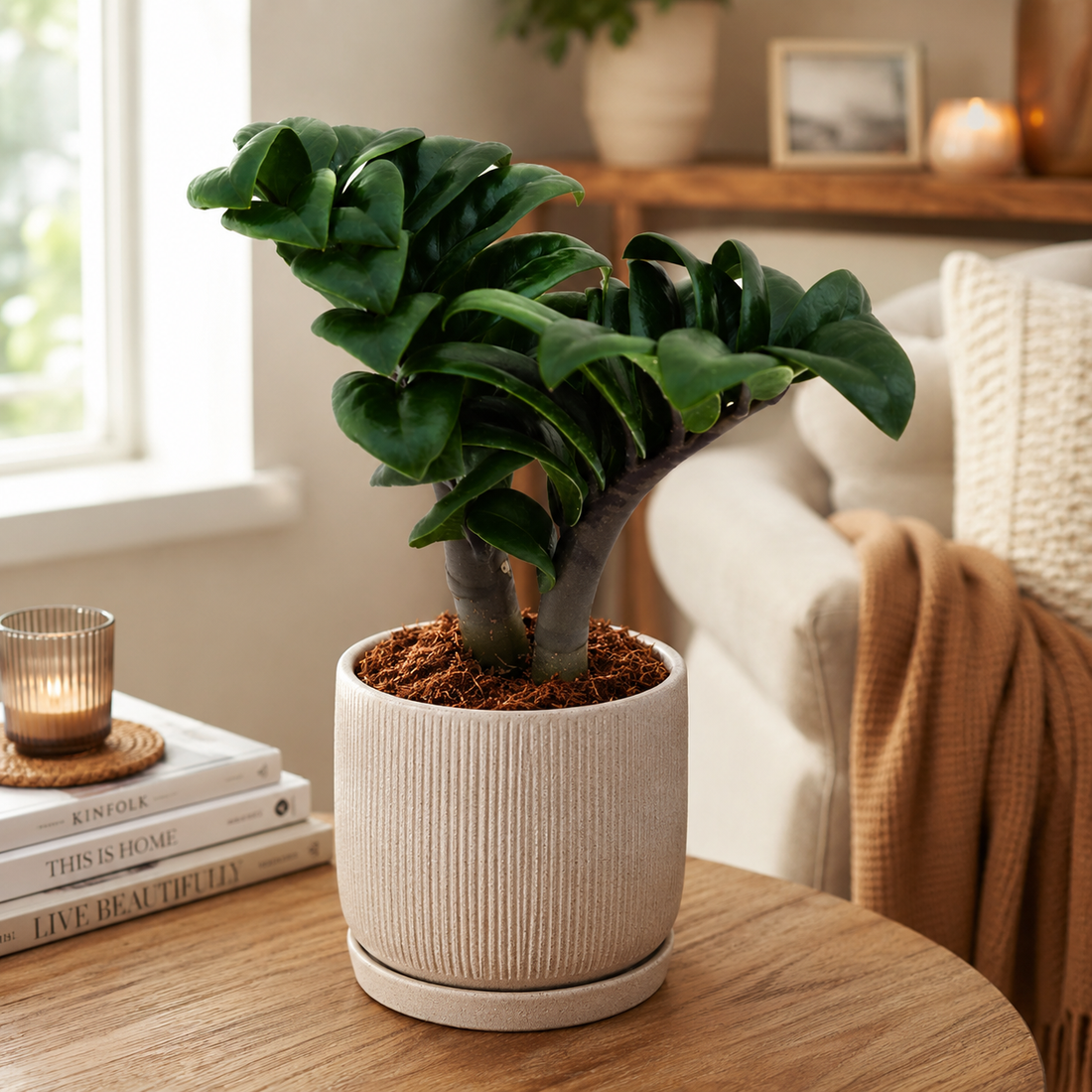 Zamioculcas Zamiifolia 'Zenzi'