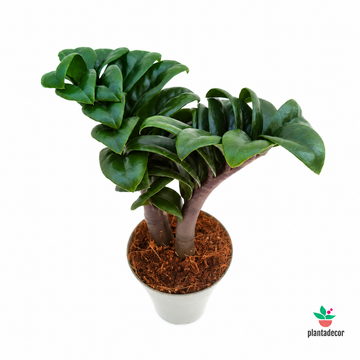 Zamioculcas Zamiifolia 'Zenzi'