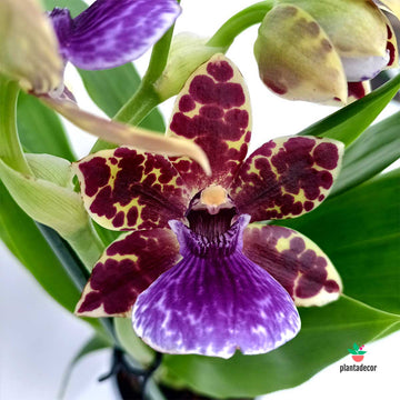 Zygopetalum 'Trozy Blue''